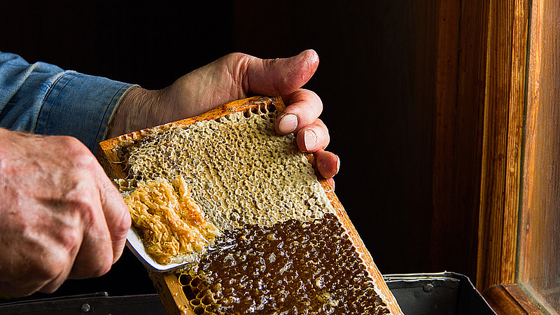beekeeping, frame, honey, wax, honeycomb, hand, food, extracting, natural, comb, closeup, bee, beekeeper, agriculture, golden, removing, beeswax, sweet, rural, insect, apiculture, organic, nature, apiary, fork, fresh, farm, hive, yellow, gold, medicine, wooden, hold, agricultural, keeper, honeybee, delicious, tool, concept, beehive, process, harvest, healthy, occupation, season