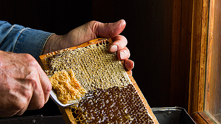 beekeeping, frame, honey, wax, honeycomb, hand, food, extracting, natural, comb, closeup, bee, beekeeper, agriculture, golden, removing, beeswax, sweet, rural, insect, apiculture, organic, nature, apiary, fork, fresh, farm, hive, yellow, gold, medicine, wooden, hold, agricultural, keeper, honeybee, delicious, tool, concept, beehive, process, harvest, healthy, occupation, season